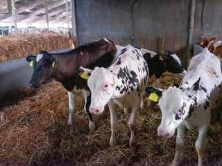 black and white calves stand in straw inside dutch farm in the netherlands © ahavelaar