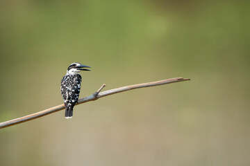 The birds rest in the afternoon after eating in the morning