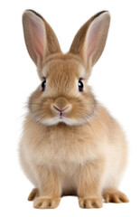 Obraz premium PNG Portrait whiskers mammal rodent