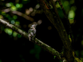 木にとまるコゲラ