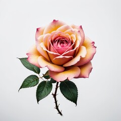 Elegant Rose Illustration for Tattoos and Graphic Design