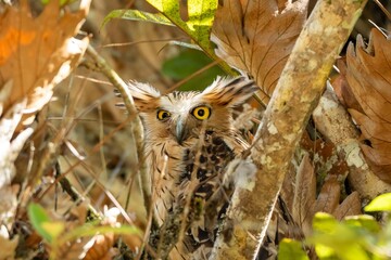 The birds rest in the afternoon after eating in the morning