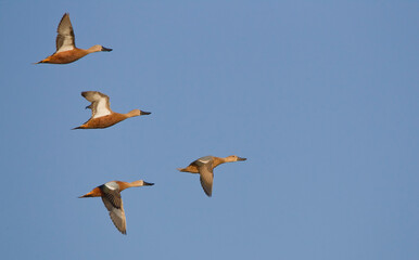 Formation of Sirirí Pampa ducks in flight against blue sky