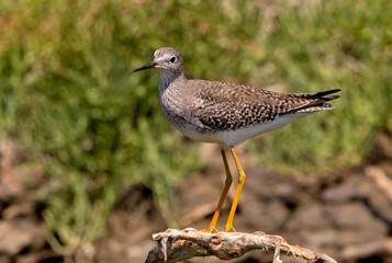 Big Pitotoy bird posing on the river bank
