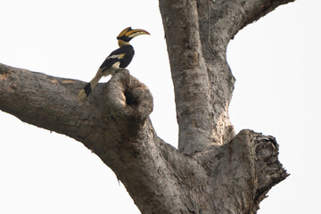 The birds rest in the afternoon after eating in the morning