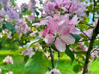 tender blooming trees, tree blossom, blooming garden