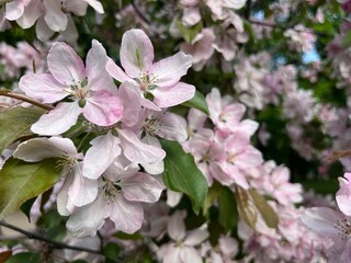 tender blooming trees, tree blossom, blooming garden
