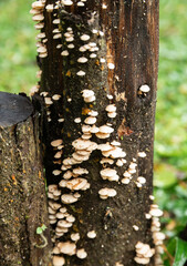 Mushrooms in a trunk in a rainforest at Brazil