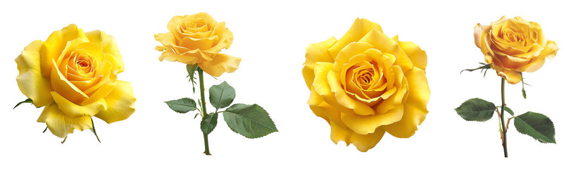 High-quality image of four vibrant yellow roses in various stages of bloom, showcasing natural beauty and elegance. Perfect for floral-themed projects.