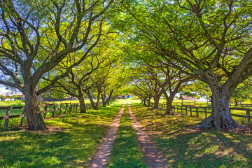 Naklejka premium Caminho IMG_1622