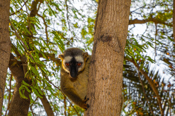 Red-bellied Lemur - Eulemur rubriventer, Cute primate.