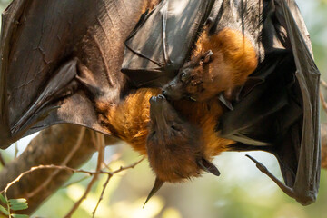 Bats raise their young by feeding them milk at the base of their wings and hanging upside down from trees during the daytime