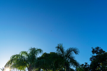 Blue sky with clouds seen through the branches of a large tree. Advertising space. Horizontal.