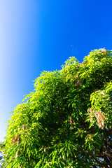 Blue sky with clouds seen through the branches of a large tree. Advertising space. Vertical.
