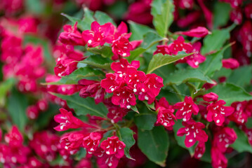 Red Prince Weigela Shrub Blooming In June In Wisconsin © Barbara