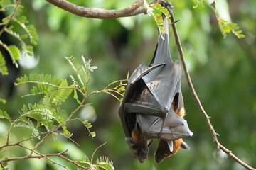Bats raise their young by feeding them milk at the base of their wings and hanging upside down from...