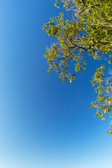 Blue sky with clouds seen through the branches of a large tree. Advertising space. Vertical.
