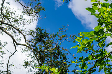 Blue sky with clouds seen through the branches of a large tree. Advertising space. Horizontal.