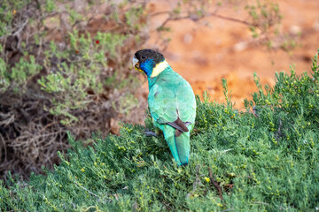 Australian ringneck in the Botanical Garden, Alice Springs, NT, Australia