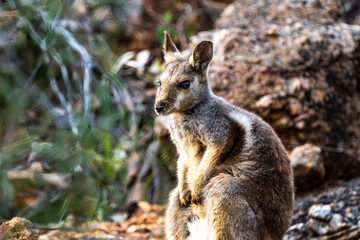Naklejka premium Rock wallaby in the Botanical Garden, Alice Springs, NT, Australia
