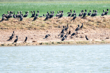 The birds rest in the afternoon after eating in the morning