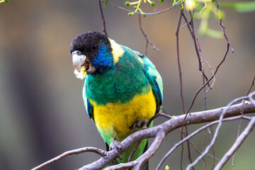 Australian ringneck in the Botanical Garden, Alice Springs, NT, Australia