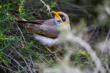 White-plumed honeyeater in the Botanical Garden, Alice Springs, NT, Australia