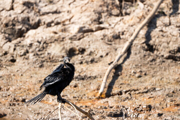 Birds are looking for food during the day