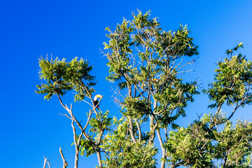 Blue sky with clouds seen through the branches of a large tree. Advertising space. Horizontal.
