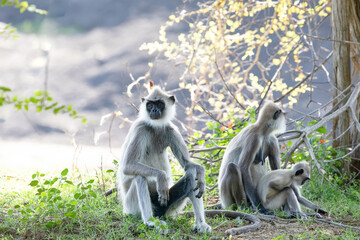 black faced grey langur monkey in Yala National Park, Sri Lanka