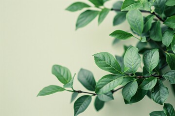 Fototapeta premium Green plant, green leaves, white wall