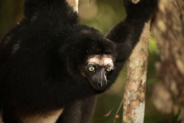 Lemur Indri indri, babakoto largest lemur from Madagascar