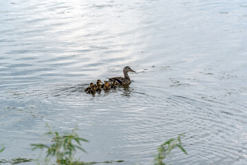 Mallard Hen And Her Ducklings Swimming On Fox River In Spring In De Pere, Wisconsin