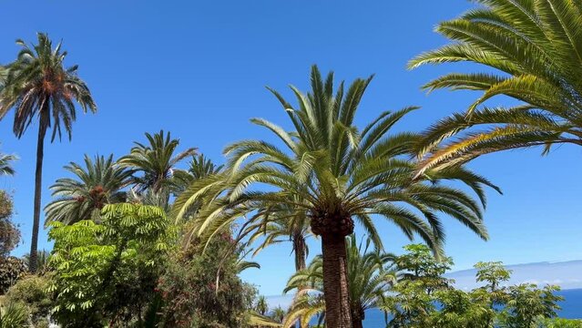 Palmeras en el Parque Taoro de la ciudad del Puerto de la Cruz en Tenerife, islas Canarias