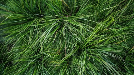 serene natural grass background stipa arundinacea carex capillaris juncus balticus top view photography