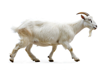 Obraz premium White Goat Walking on White Background
