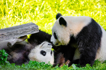 cheerful playing pandas on green lawn