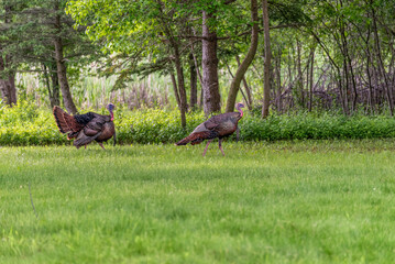 Wild Turkeys In The Field In Spring In Wisconsin