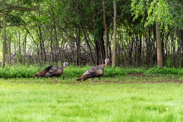 Wild Turkeys In The Field In Spring In Wisconsin