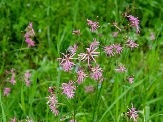 Pink ragged robin, Silene flos cuculi, flower in close up with a blurred background of leaves. Flowers of natural meadows. Summer landscape with a meadow