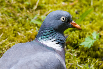 Portrait einer Ringeltaube im Fr&uuml;hjahr