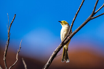 White-plumed honeyeater in Kings Canyon / Watarrka, Northern Territory, Australia