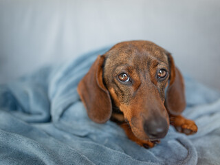 brown dachshund on a gray background