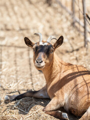 Fototapeta premium Goat resting near a pasture of a Village ,Bangladesh