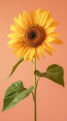 Obraz premium Yellow sunflower green stem leaves