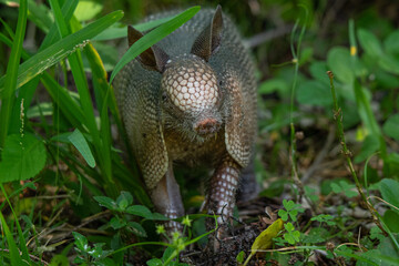 Armadillo in the grass