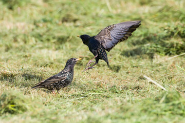 Stare bei der Futtersuche auf einer Wiese