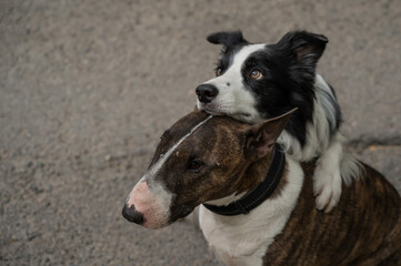 Black and white border collie hugging a brindle bull terrier on a walk. 