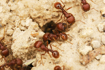 Fire ants close macro view of detail in Texas nature.