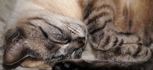 Primo piano di una gattina addormentata